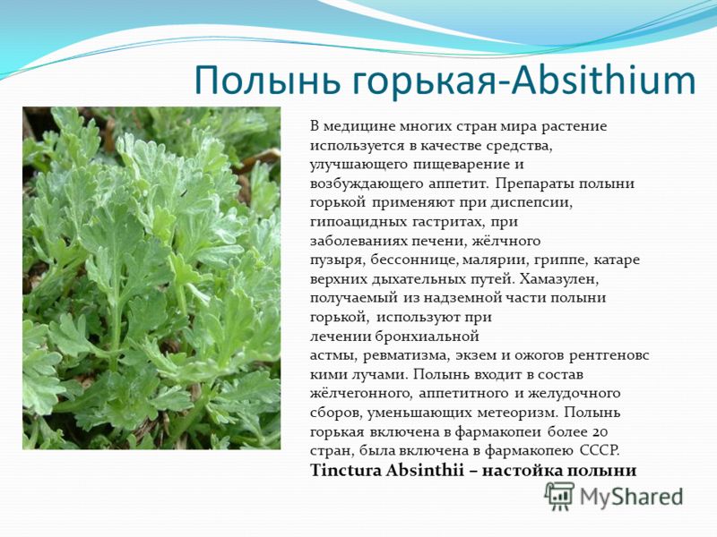 Полынь горькая лечебные свойства в гинекологии