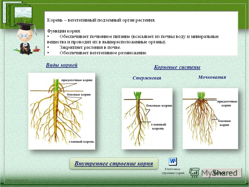 Скачать презентацию по биологии 6 класс корни растений
