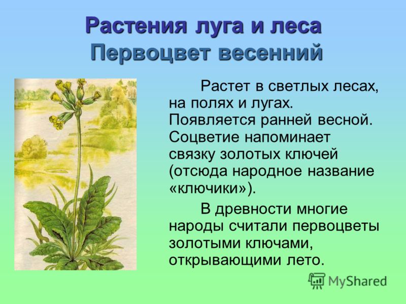 Какие растения растут на лугу 90