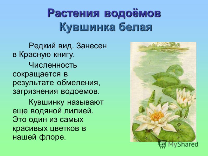 Один вид цветков в корзинке Один вид цветков в корзинке