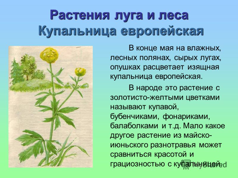 http://images.myshared.ru/4/285105/slide_9.jpg
