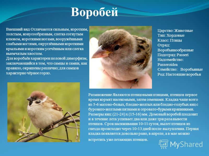 воробей описание для детей краткое содержание ступал едва