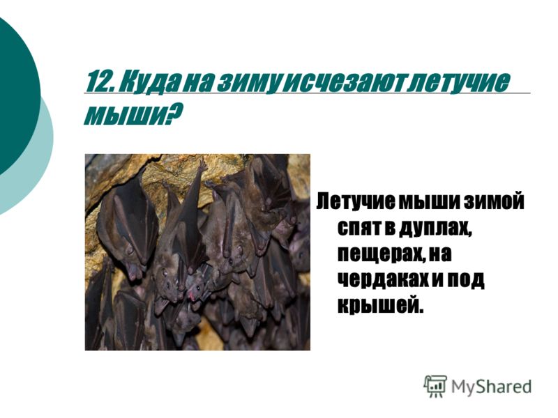 Уральские пельмени почему ушел Уральские пельмени почему ушел