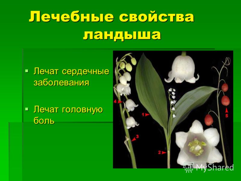лекарственные свойства ландыша