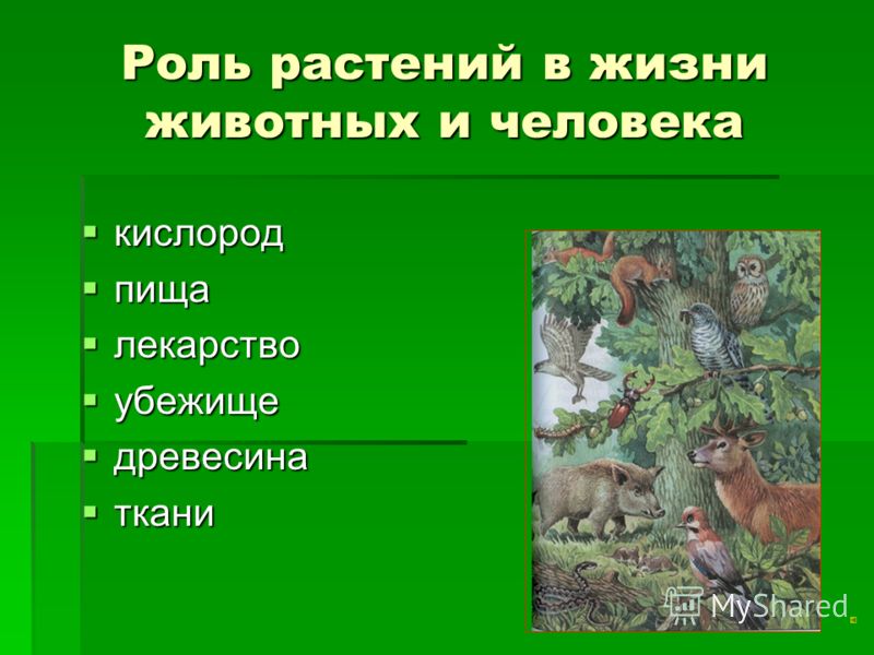 Реферат: Роль растений в жизни человека