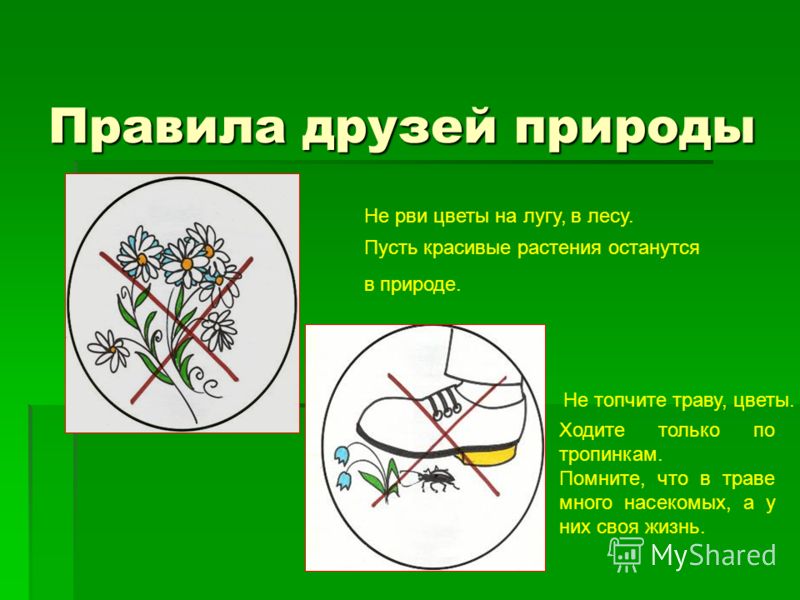 Сбор лекарственных растений Сбор лекарственных растений