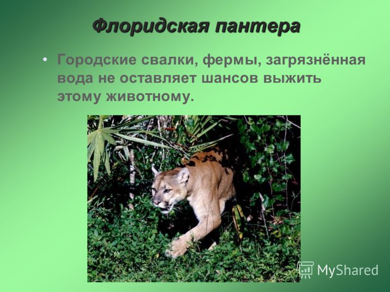 Презентация животные россии 8 класс