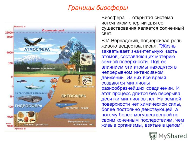 Реферат: Понятие биосферы. Начало и вечность жизни. Скачать бесплатно и без регистрации Реферат: Понятие биосферы. Начало и вечность жизни. Скачать бесплатно и без регистрации