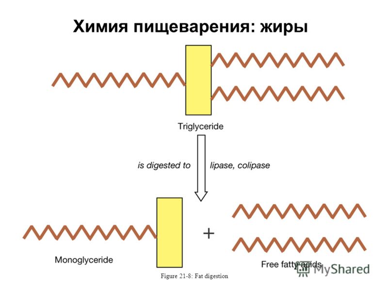 Презентация на тему: "Физиология желудочно-кишечного тракта Медведева