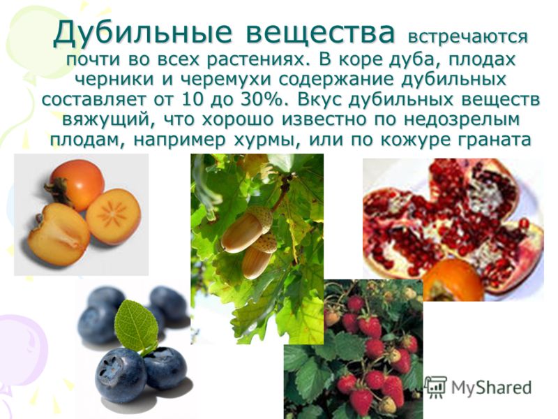 Какие есть вяжущие растения Какие есть вяжущие растения