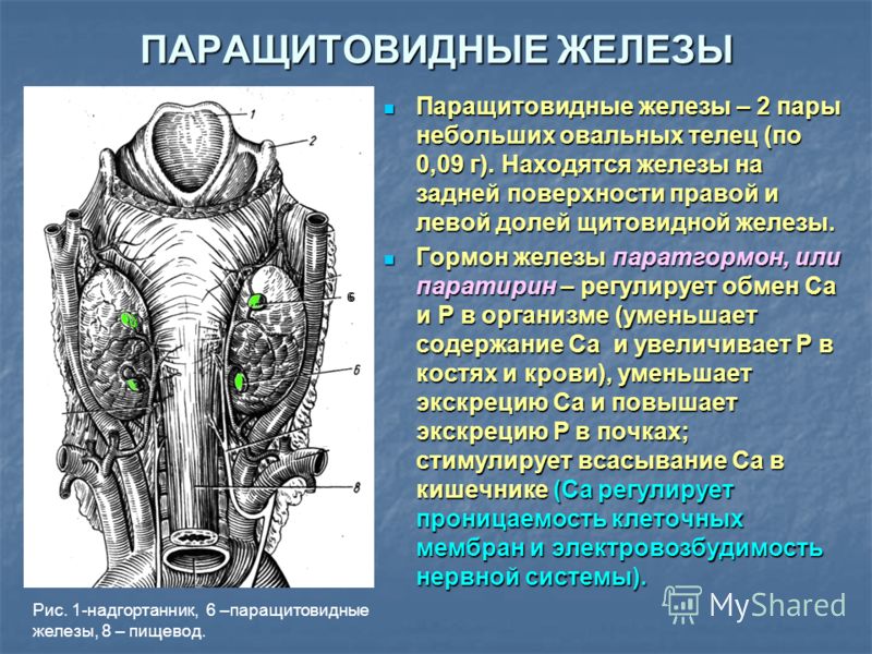 Диета При Паращитовидной Железы