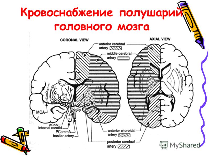 Кровообращение в голове человека схема Кровообращение в голове человека схема