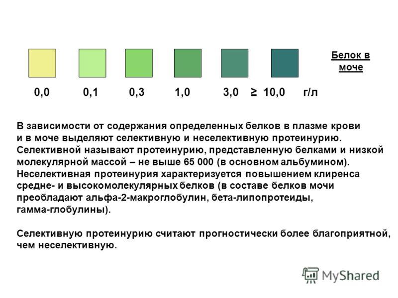 Повышенная концентрация белка в моче у беременных 17