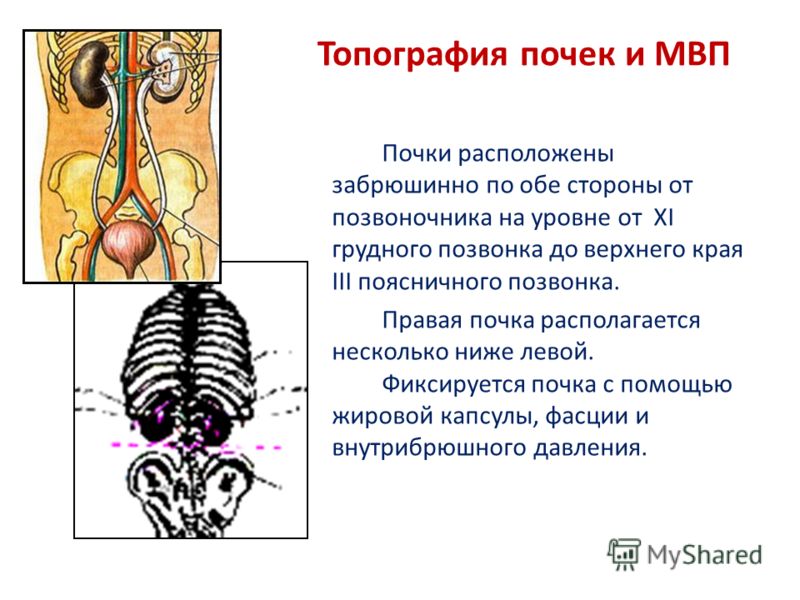 Позвоночник отдел почек Позвоночник отдел почек