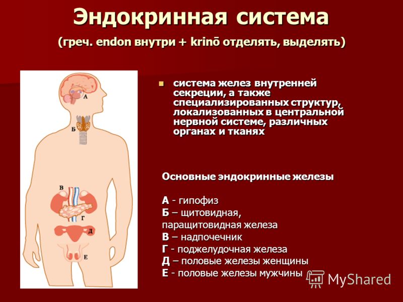 Реферат На Тему Препараты Гормонов Щитовидной Железы
