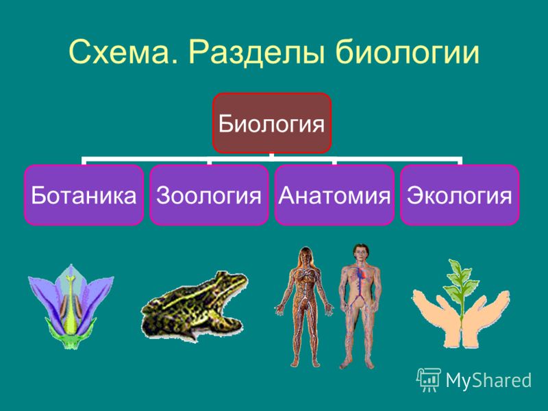 Схема. Разделы биологии Биология БотаникаЗоологияАнатомияЭкология