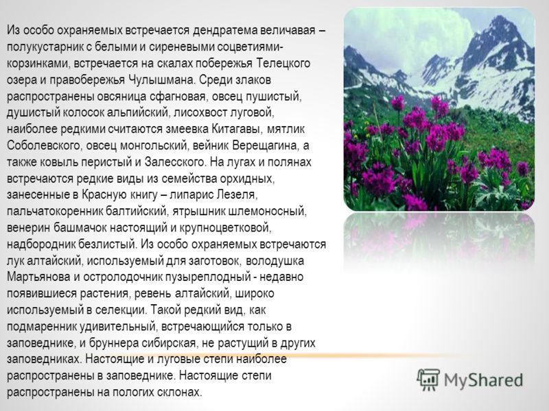 Алтайский заповедник презентация 7 класс