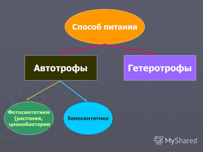 Что такое автотрофный тип питания