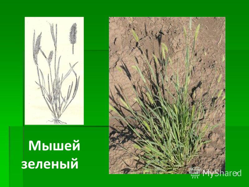 Лебеда цветок Лебеда цветок
