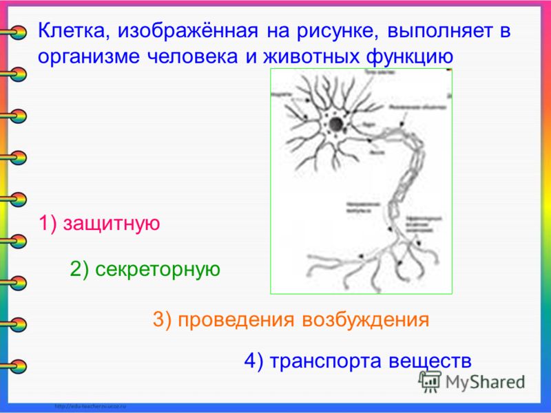У животного изображенного на рисунке У животного изображенного на рисунке