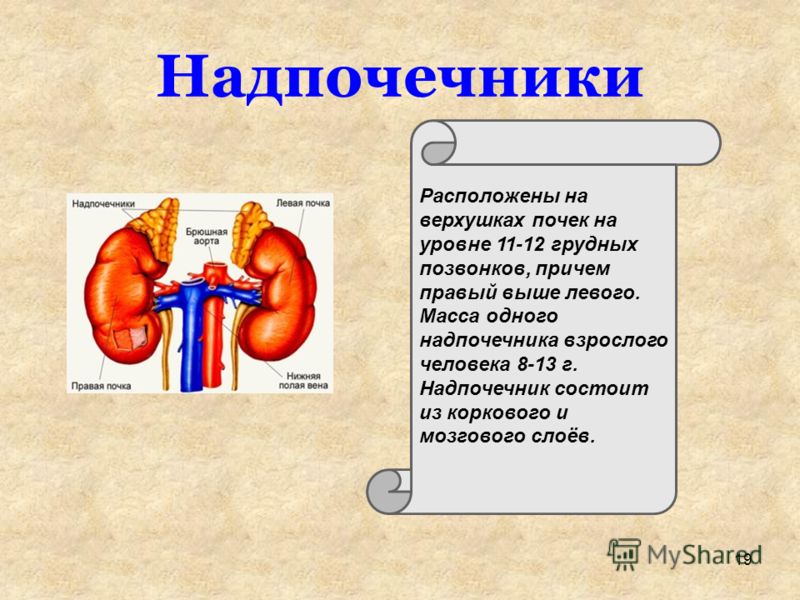 Где находится надпочечник у человека Где находится надпочечник у человека