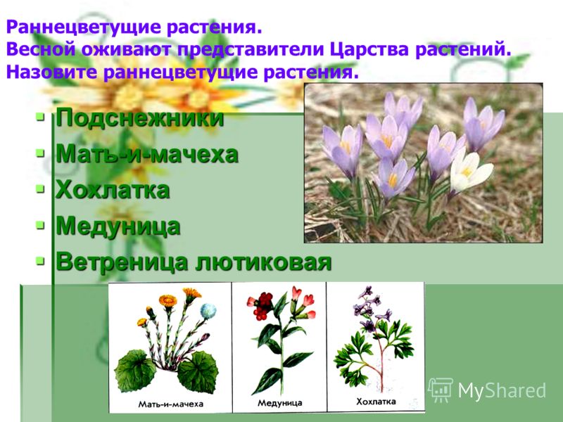 Цветные картинки о весне птицы и растения Цветные картинки о весне птицы и растения