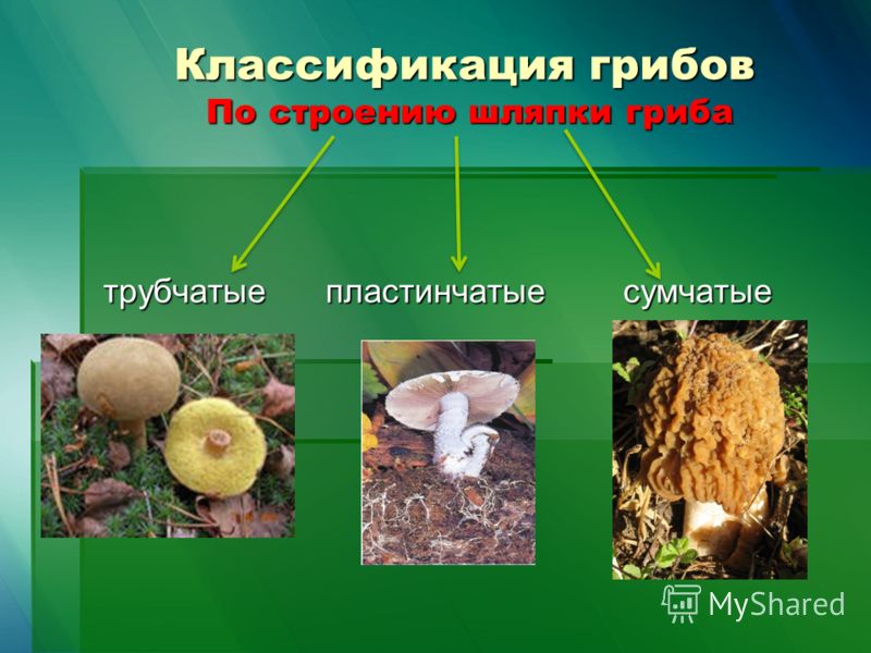 трубчатые грибы фото и названия онлайн трубчатые грибы фото и названия
