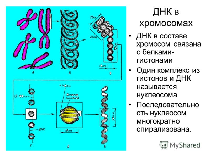 Ген и хромосома как связаны Ген и хромосома как связаны
