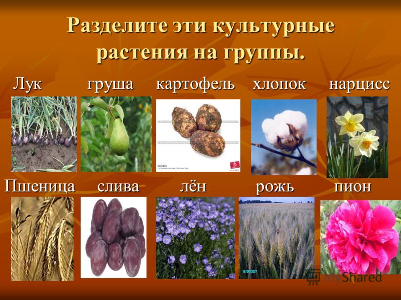 Садоводу - совместимость растений, их чередование 59 Садоводу - совместимость растений, их чередование 93