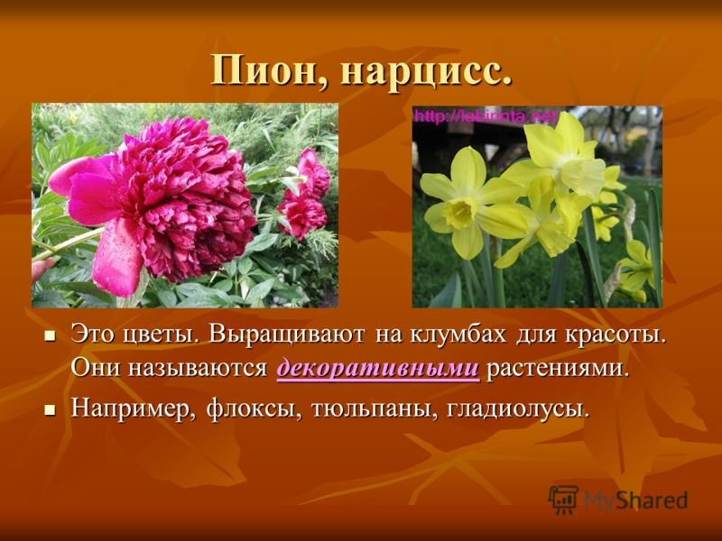 Пион, нарцисс. Это цветы. Выращивают на клумбах для красоты. Они называются декоративными растениями. Это цветы. Выращивают на клумбах для красоты. Они называются декоративными растениями. Например, флоксы, тюльпаны, гладиолусы. Например, флоксы, тюл