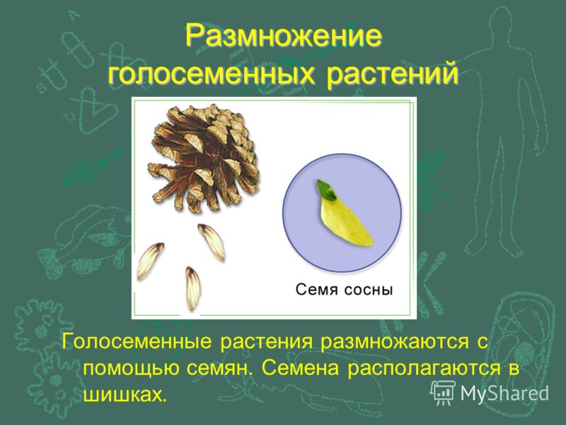 Голосеменные растения проект 7 класс