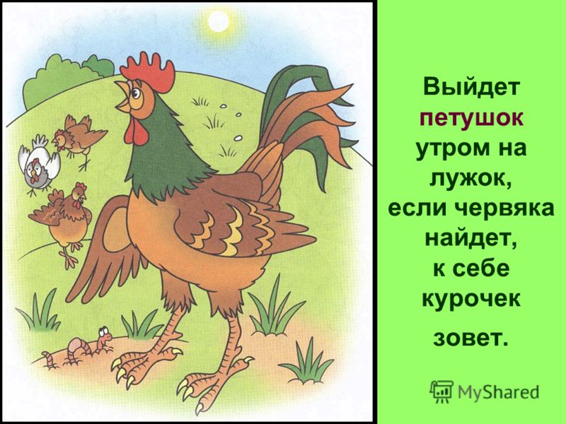 Картинки животных для детей до 2 лет Картинки животных для детей до 2 лет
