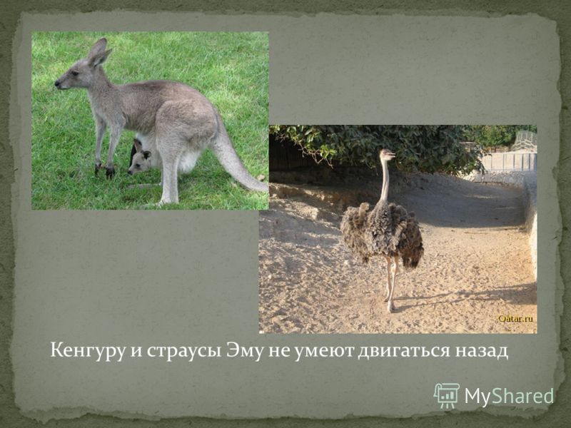 Кенгуру и эму