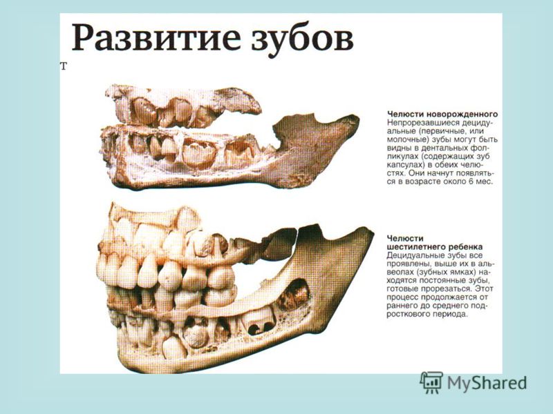 Прорезывание зубов
