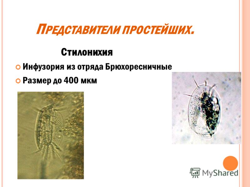 Трафареты для французского маникюра сделать в домашних условиях Трафареты для французского маникюра сделать в домашних условиях