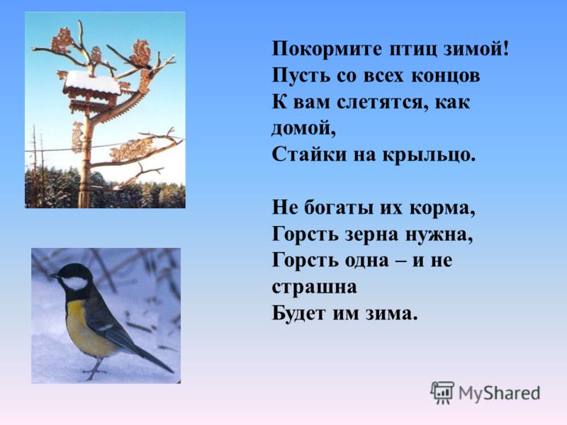 Картинки птиц зимой для защиты от холода Картинки птиц зимой для защиты от холода
