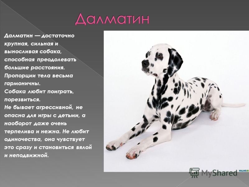 Рассмотрите фотографию собаки породы далматин