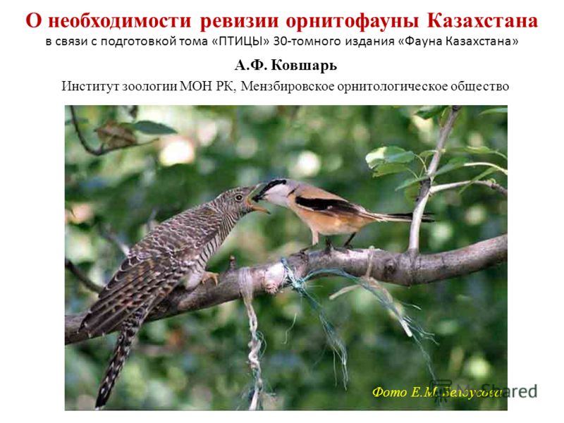 Фото Птицы Казахстана