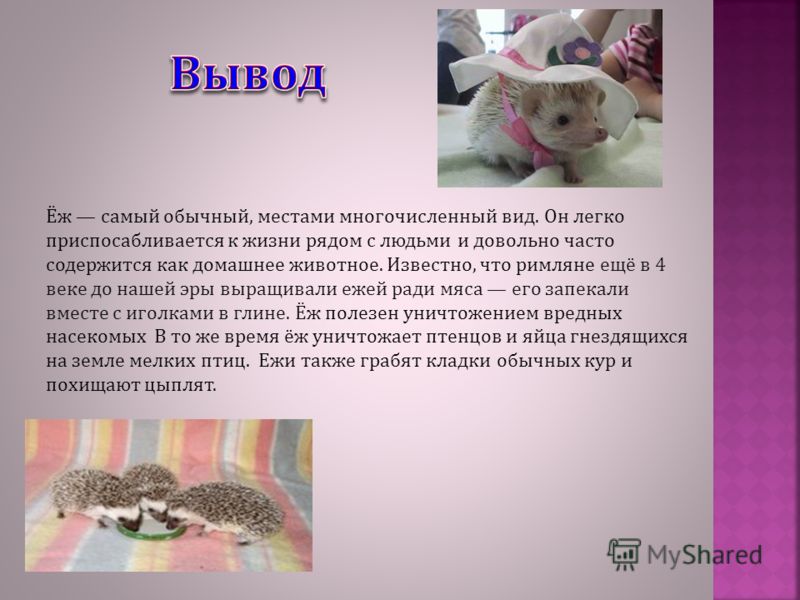 Ежик 5 класс