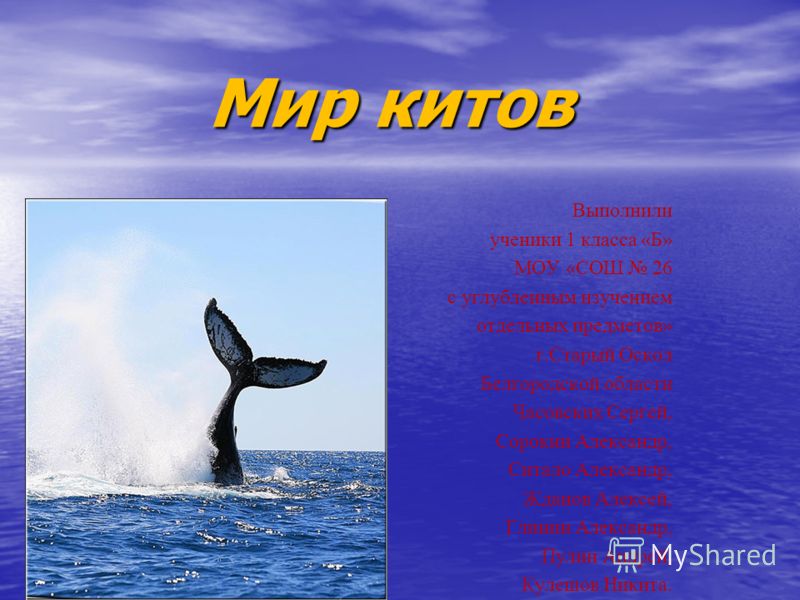 Мир Китов Фото