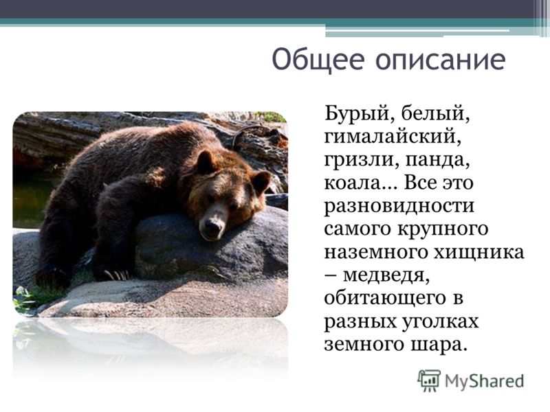 Какие бывают медведи проект 2 класс