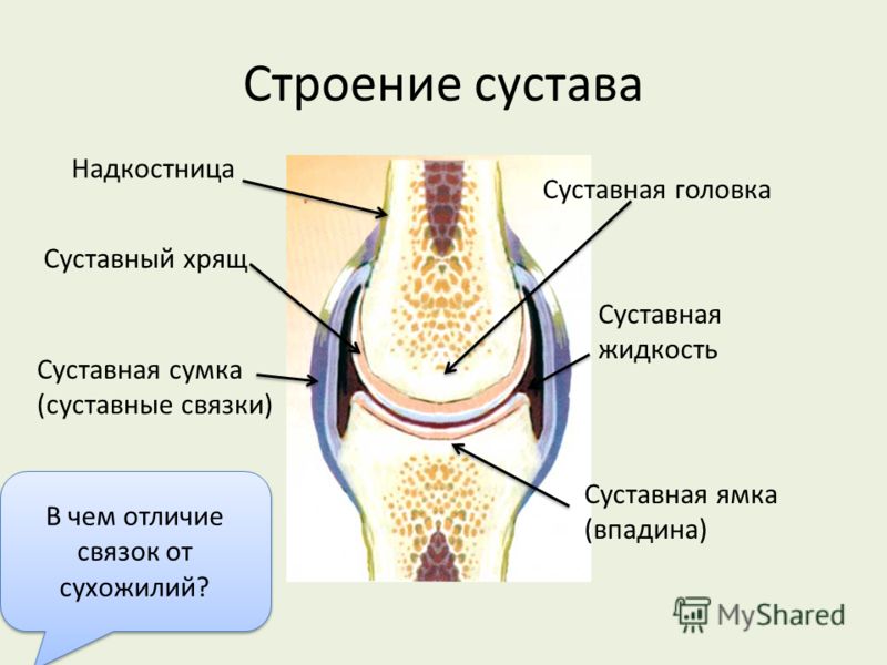 Что такое сустав и его строение Что такое сустав и его строение