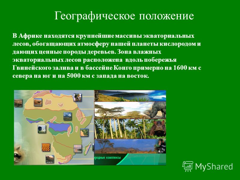 Географическое расположение влажных экваториальных лесов