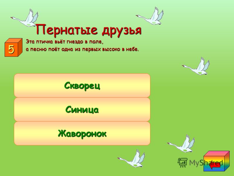 пижма ромашка полынь от паразитов пижма ромашка полынь от паразитов