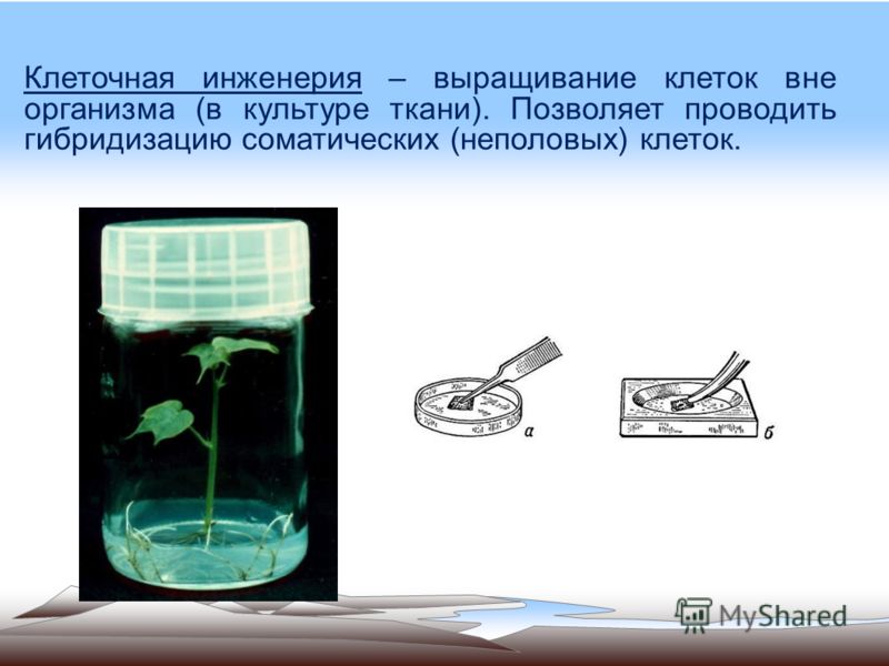 Выращивание тканей вне организма метод 43