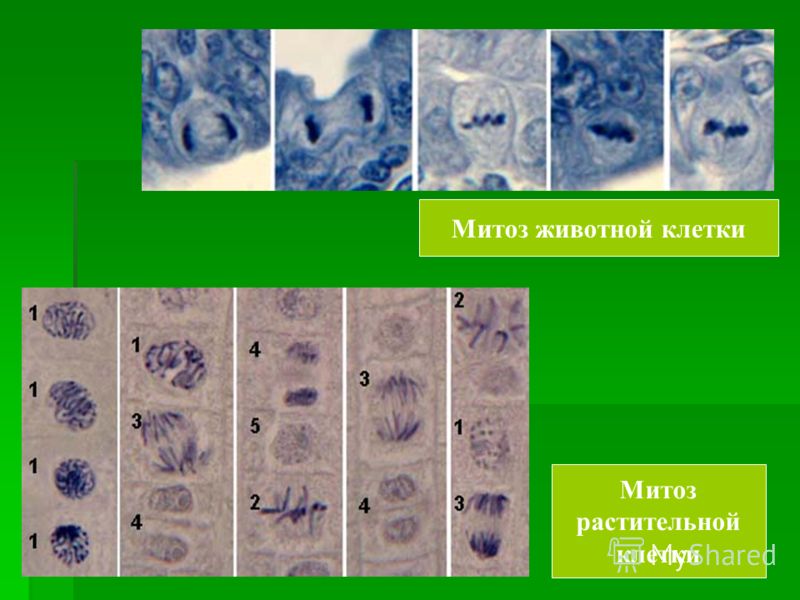 Митоз животной клетки Митоз растительной клетки