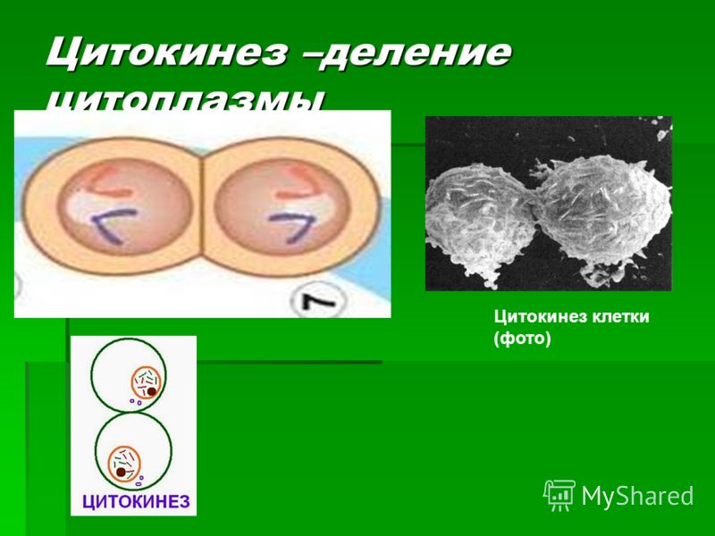 Цитокинез –деление цитоплазмы Цитокинез клетки (фото)