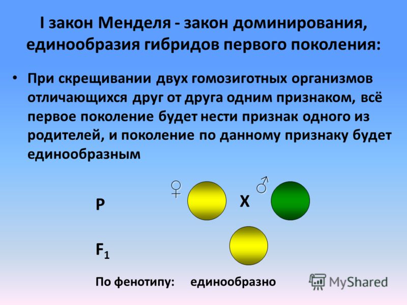 Презентация "Законы Г. Менделя. Анализирующее скрещивание"