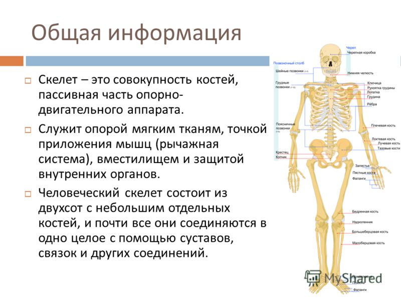 Презентация 8 класс кости скелета