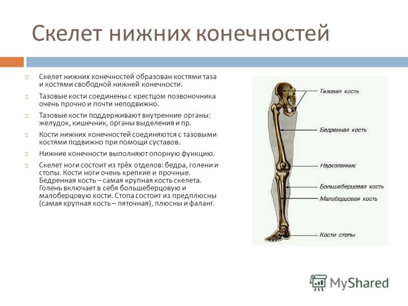 Какое значение имеют суставы 198